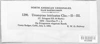 Uromyces intricatus image